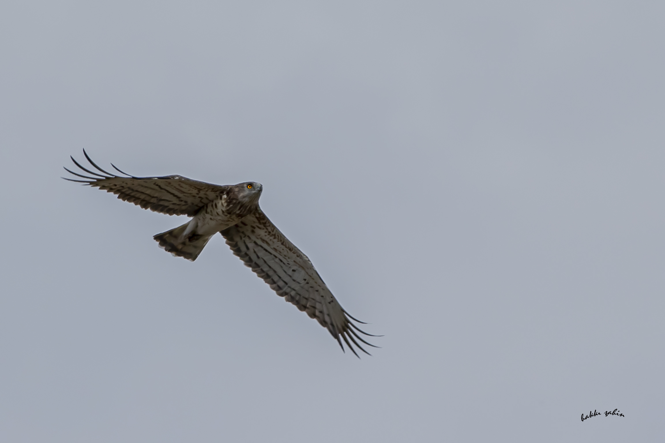 Short-toed Snake-Eagle